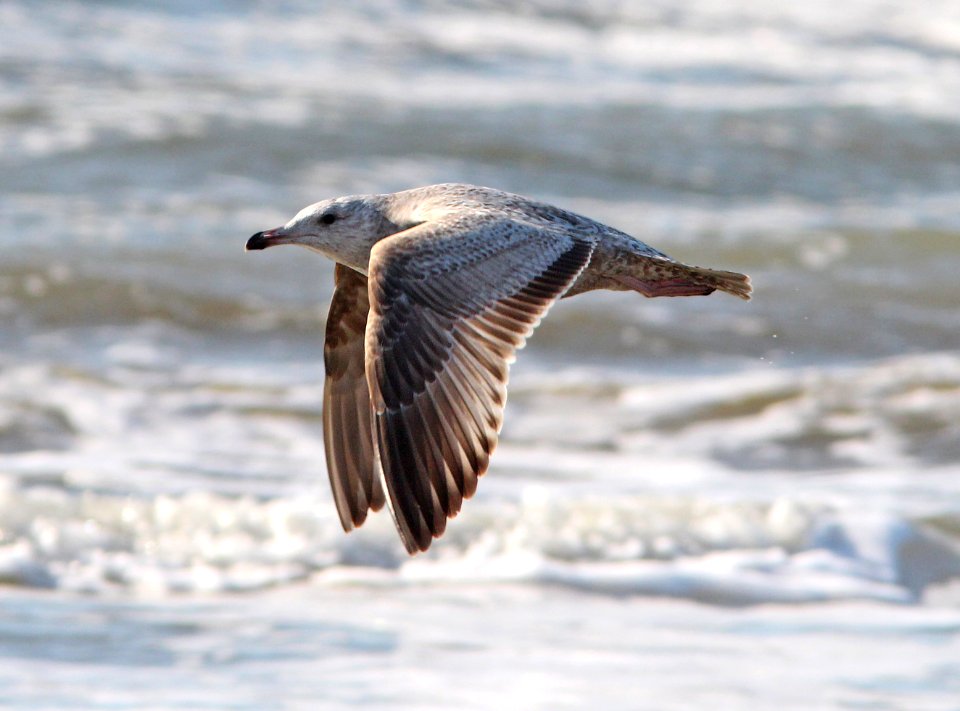 364 - HERRING GULL (3-25-13) first winter, quintana beach, brazoria co, tx -01
