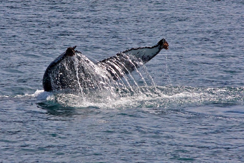 Humpback whale flukes