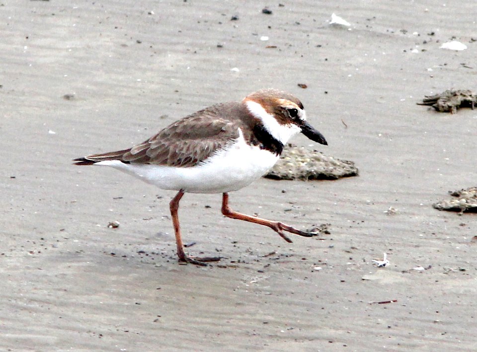 262 - WILSON'S PLOVER (3-22-13) cameron co, louisiana  (2)