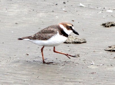 262 - WILSON'S PLOVER (3-22-13) cameron co, louisiana  (2)