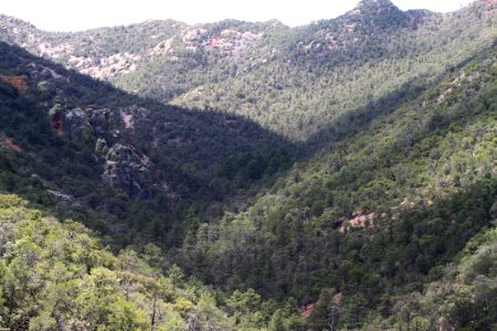 UPPER HUMBOLDT CYN, Patagonia Mts, scc -011 (8-3-12) after summit, looking dn road into upper humboldt cyn, pine grove in center of shadow -03
