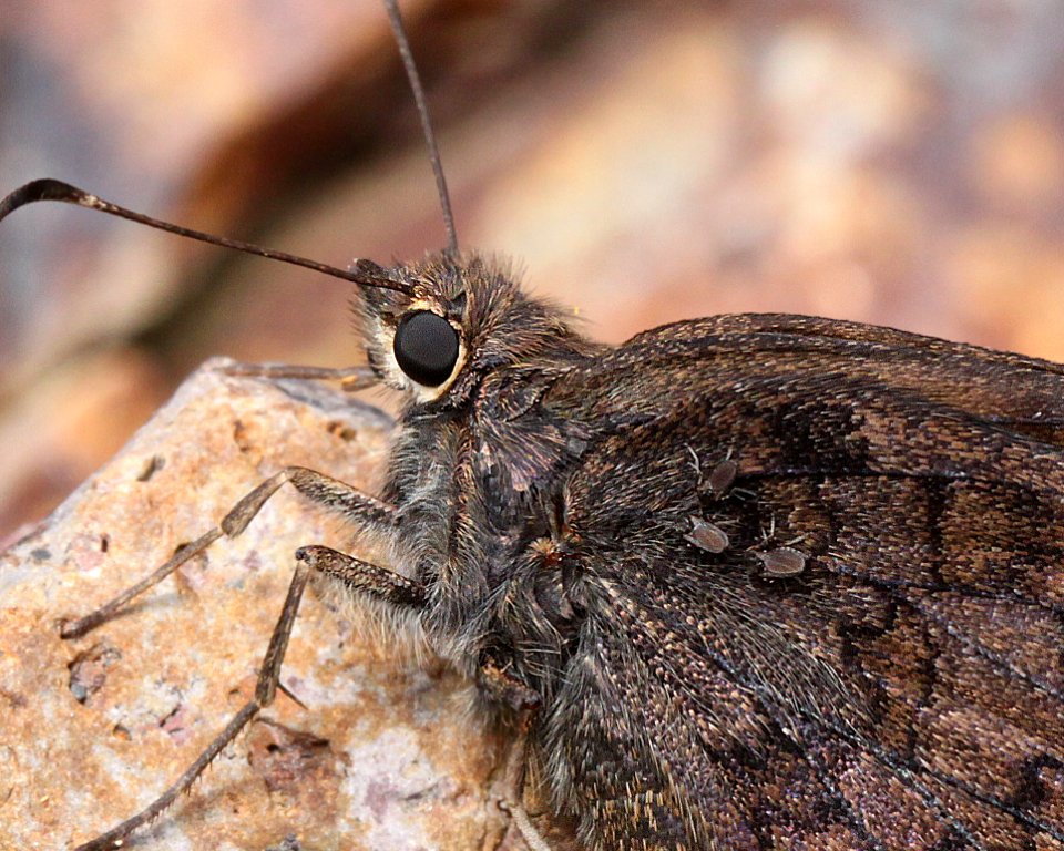 SKIPPER, VALERIANA (Codatractus valeriana) (7-23-12) creek crossing, red mt road, patagonia mts, scc, az -01b
