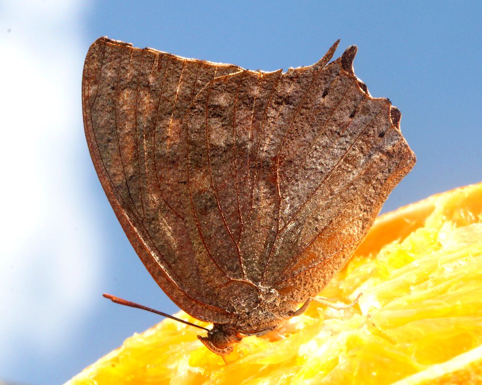 LEAFWING, TROPICAL (Anaea aidea) (8-9-12) 78 circulo montana, patagonia lake ranch estates, scc, az -01