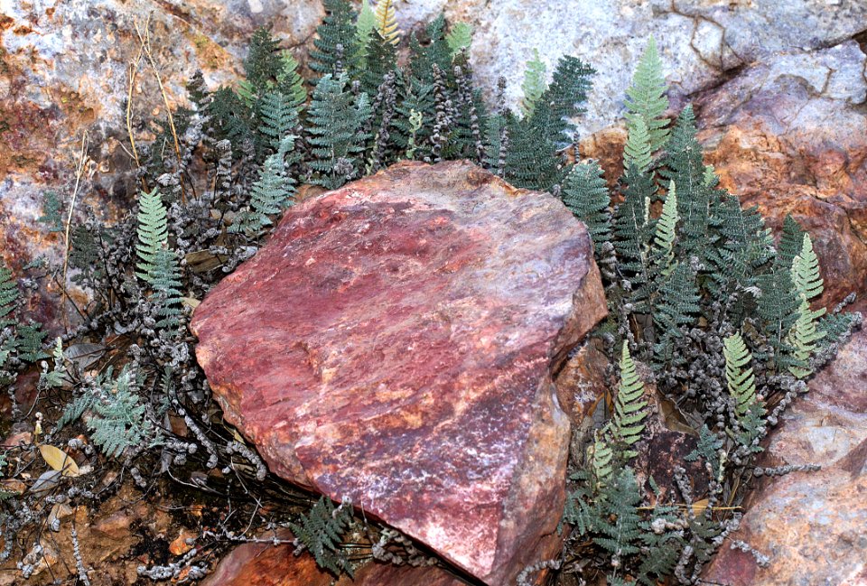 UPPER HUMBOLDT CYN, Patagonia Mts, scc -014 (8-3-12) rock detail around old mine -01