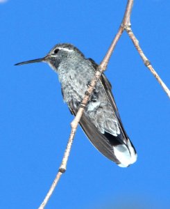 495 - BLUE-THROATED MOUNTAIN-GEM (4-26-13) south fork, cave creek, cochise co, az  (2)