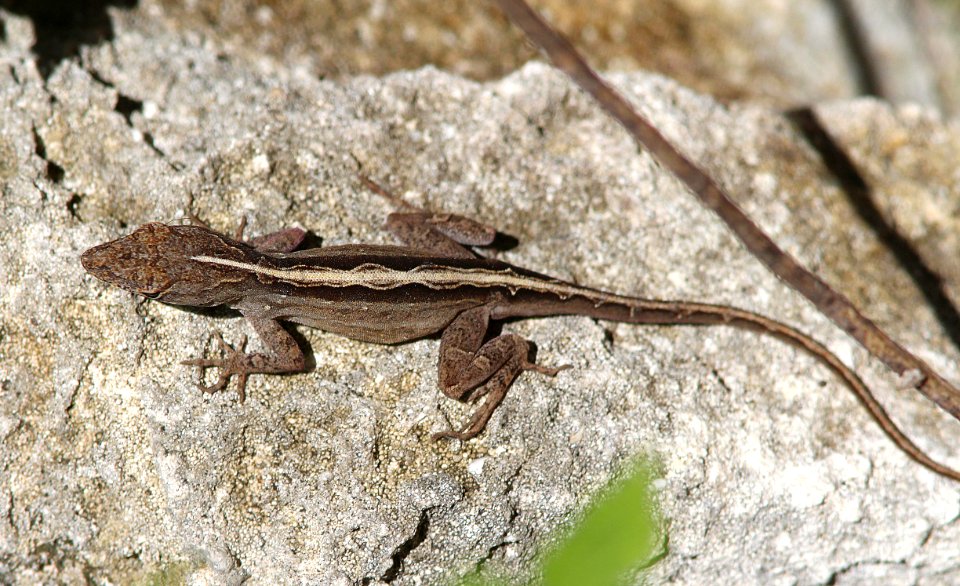 CUBAN BROWN ANOLE (Anolis sagrei) (3-7-13) key west tropical forest and botanical garden, key west, monroe co, fl -02