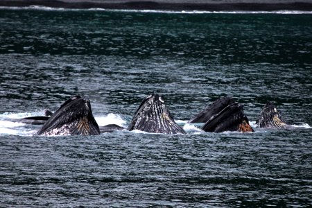 Humpback whales "bubble-net" feeding