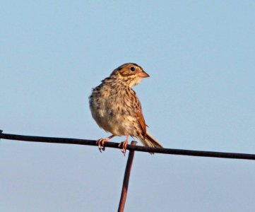 SPARROW, GRASSHOPPER  (9-15-11) san rafael grasslands, scc, az -04b