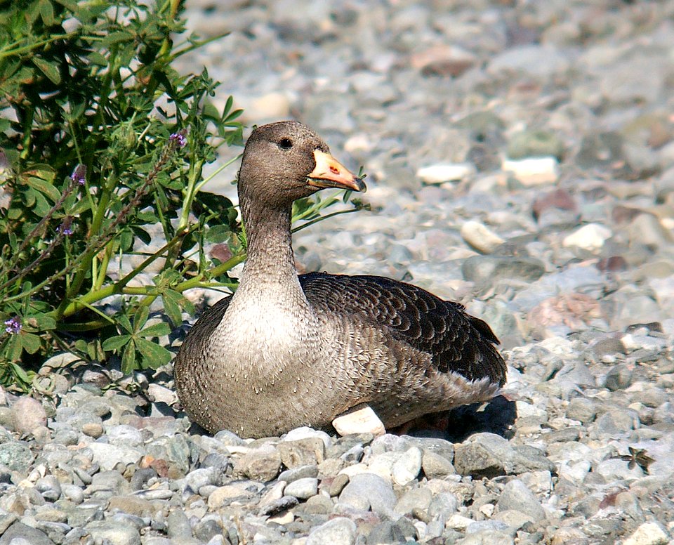 008 - GREATER WHITE-FRONTED GOOSE (10-31-06) juv, north coast, sloco, ca (1)