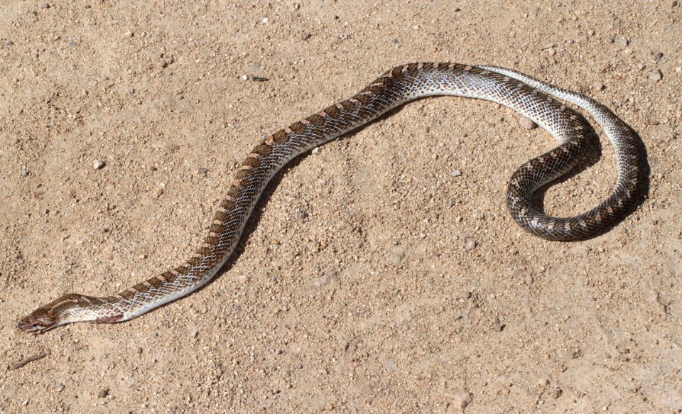 SNAKE, GLOSSY (Arizona elegans) (9-15-12) lochiel, scc, az -01