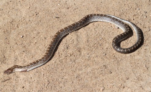 SNAKE, GLOSSY (Arizona elegans) (9-15-12) lochiel, scc, az -01