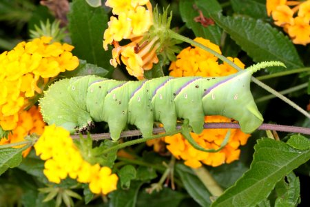 SPHINX MOTH, sp (9-3-11) caterpillar, 78 circulo montana, patagonia lake ranch estates, scc, az -01