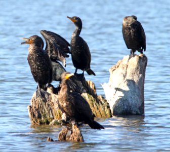 CORMORANT, DOUBLE-CRESTED (1-5-13) patagonia lake, scc, az -02