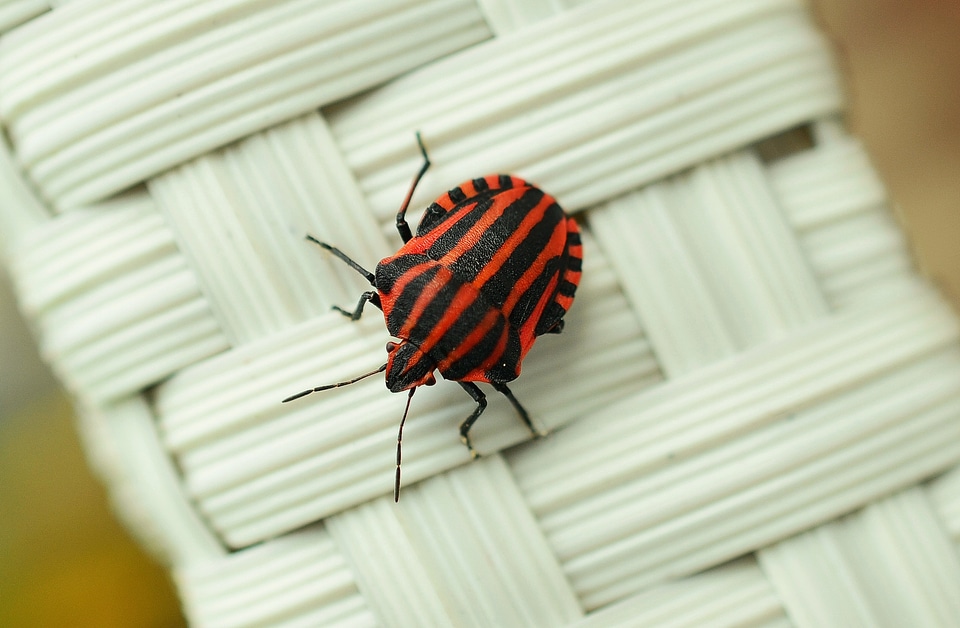 Insect red insect photo