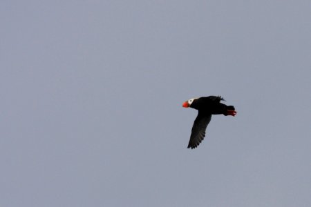 Tufted Puffin