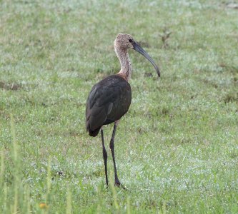 IBIS, WHITE-FACED (9-8-11) rio rico ponds, scc, az -09