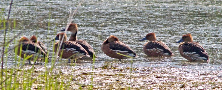 004 & 003 - FULVOUS & BLACK-BELLIED WHISTLING-DUCK (3-22-13) vermilion co, louisiana  (5)