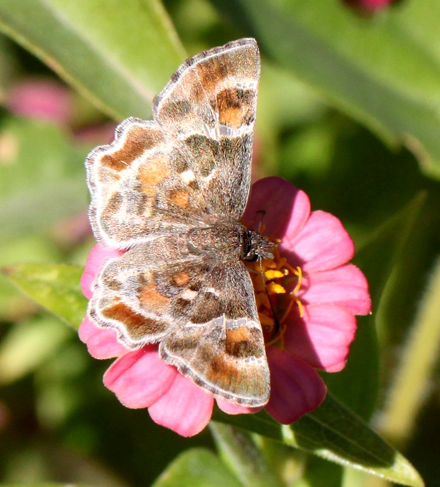 POWDERED-SKIPPER, ARIZONA (Systasea zampa) (10-27-12) sante fe ranch, n-e- of nogales, scc, az -01