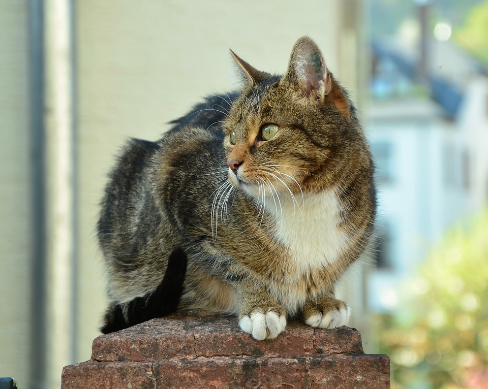 Mieze animal world pet