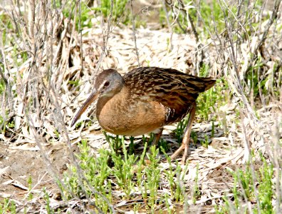 237A - CLAPPER RAIL (2-14-08) s padre is, tx  (2)