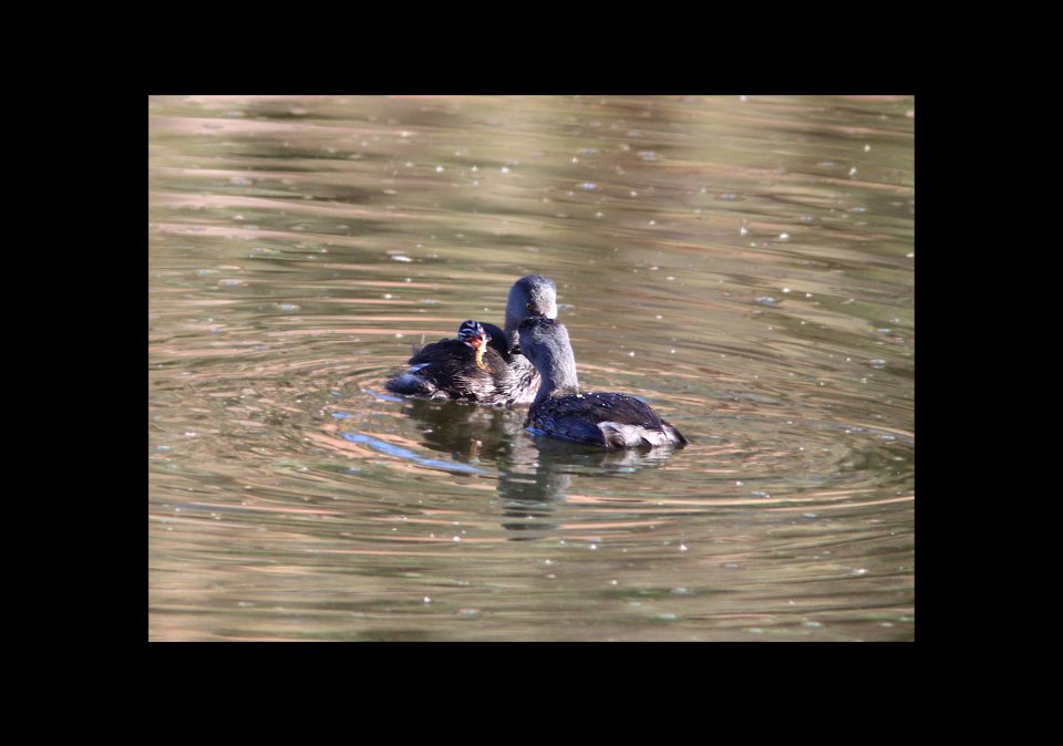 095 - LEAST GREBE (10-5-11) pena blanca lake, scc, az  (2)