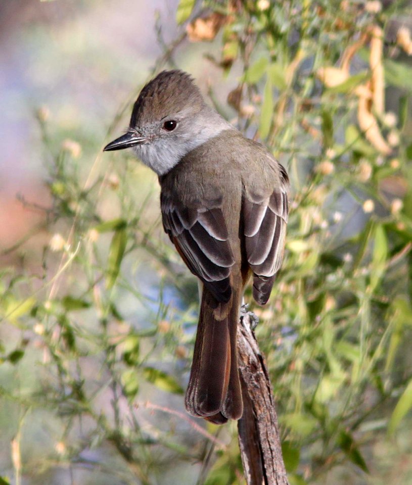 FLYCAYCHER, ASH-THROATED (12-13-12) patagonia lake, scc, az -01