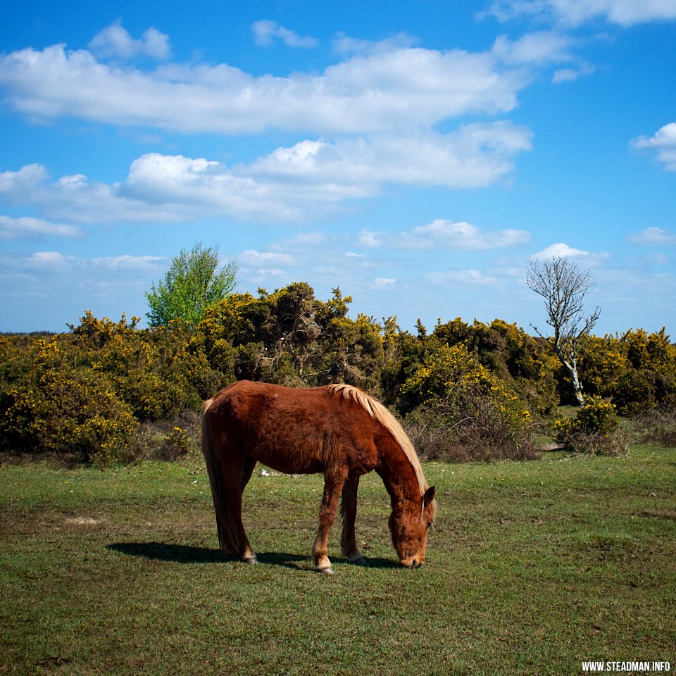 RAF Beaulieu And New Forest