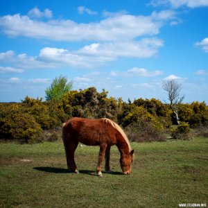 RAF Beaulieu And New Forest