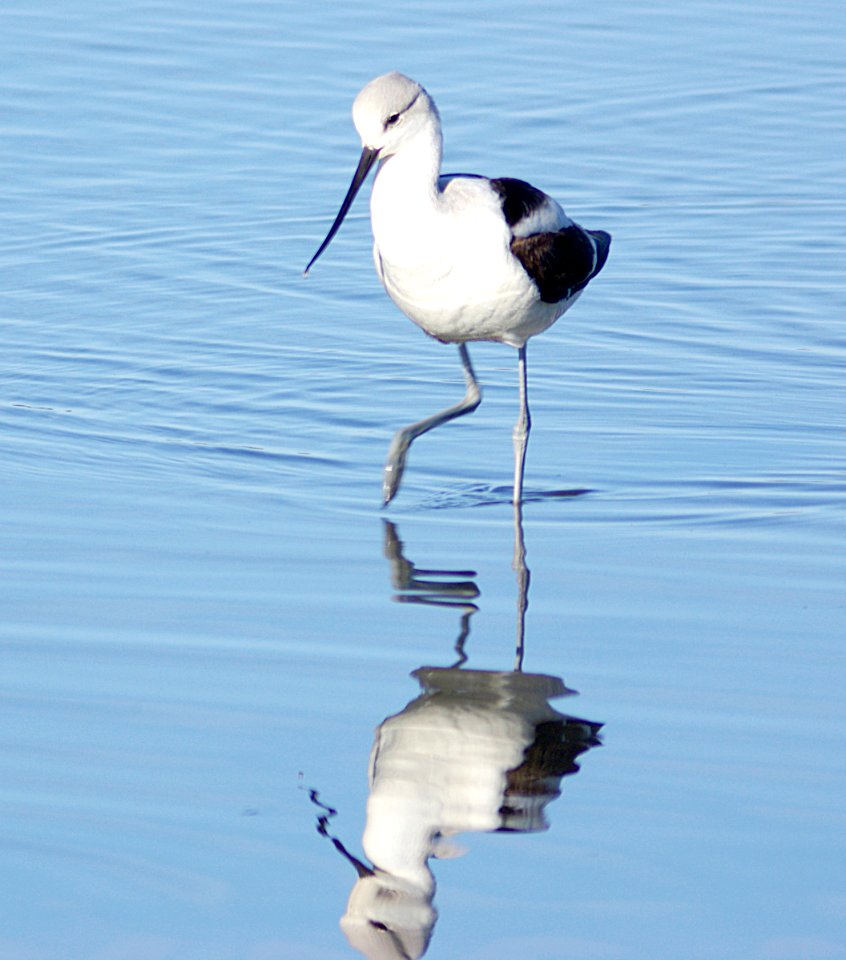275 -  AMERICAN AVOCET (1-31-08)  morro bay, slo co, ca (2)
