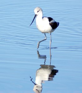 275 -  AMERICAN AVOCET (1-31-08)  morro bay, slo co, ca (2)