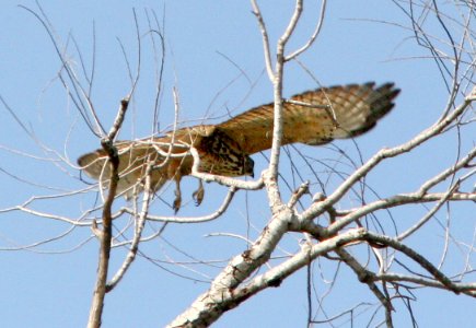 224 - BROAD-WINGED HAWK (2-17-08) sabal palm, tx (3)