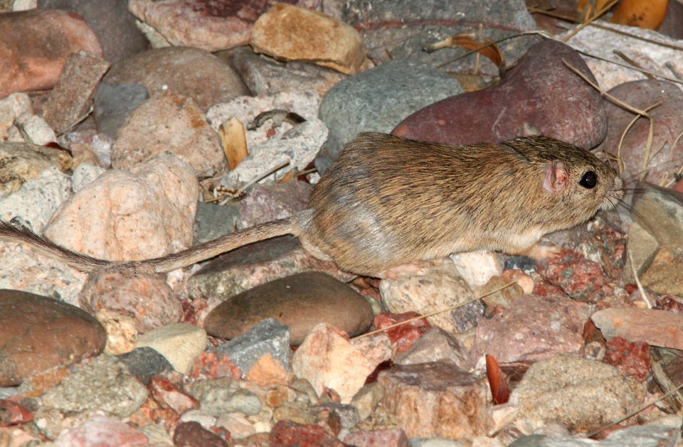 POCKETMOUSE, DESERT? (Chaetodipus penicillatus) (7-14-12) 78 circulo montana, patagonia lake ranch estates, scc, az -01