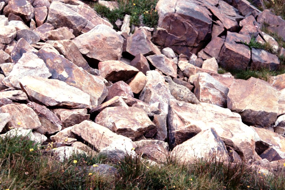 083 - WHITE-TAILED PTARMIGAN (9-89) co (3)