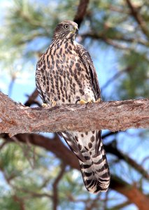 218 - NORTHERN GOSHAWK (7-30-12) upper humboldt cyn, patagonia mts, scc, az  (1)