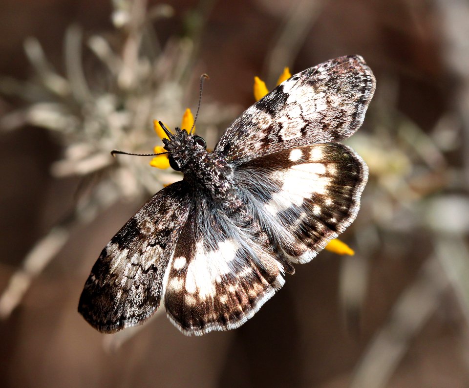 SKIPPER, WHITE-PATCHED (Chiomara gerogina) (11-2-12) harshaw road rabbitbrush, patagonia, scc, az -01