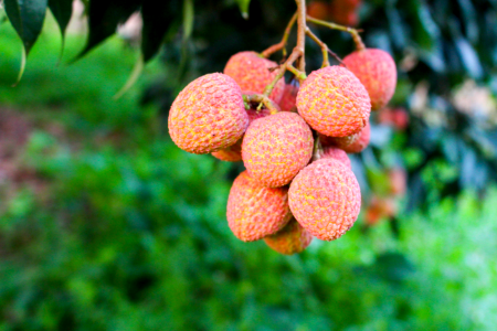 Lichi