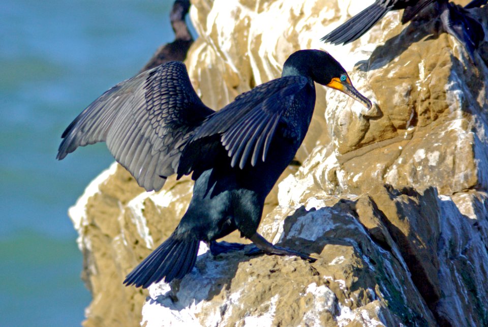 170 - DOUBLE-CRESTED CORMORANT (3-24-09) piedras blancas, sloco, ca (8)