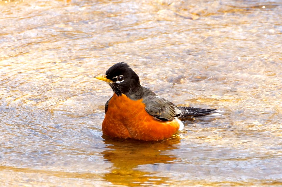 Robin taking a bath