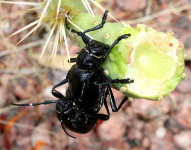 OPUNTIA BORER (moneilema gigas) (7-4-12) 78 circulo montana, patagonia lake ranch estates, scc, az -01