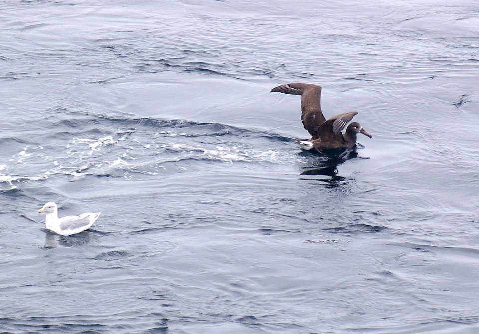 109 - BLACK-FOOTED ALBATROSS (9-06) aleutian islands, ak (1)
