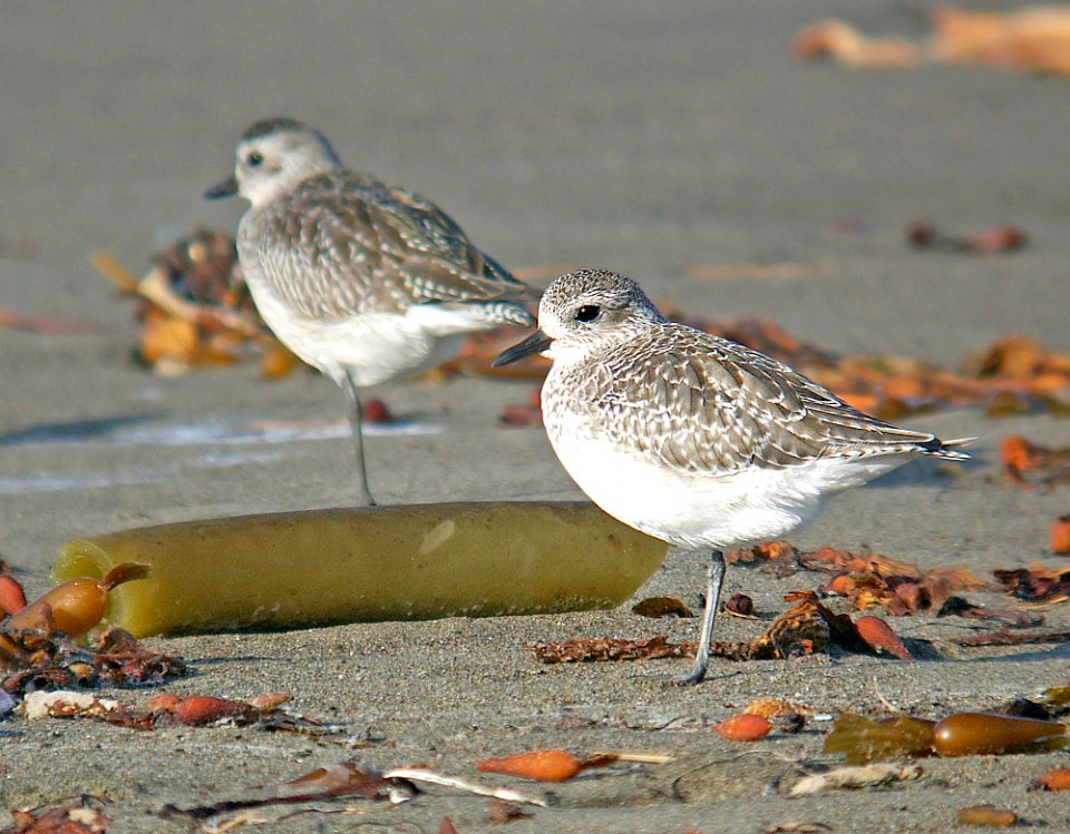 254 - BLACK-BELLIED PLOVER (11-5-06)- slo co, ca