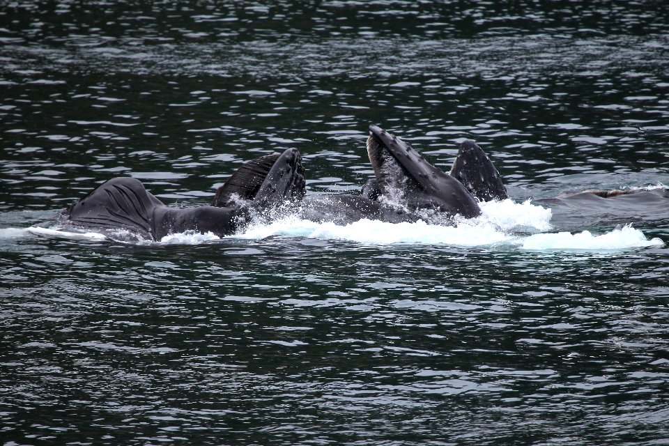 Humpback whales "bubble-net" feeding
