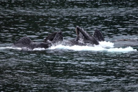Humpback whales "bubble-net" feeding