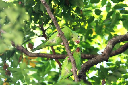 cotorras