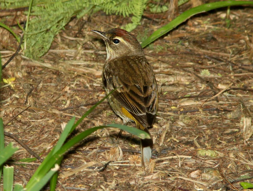 WARBLER, PALM (4-19-12) western, convention center, south padre island, tx -03
