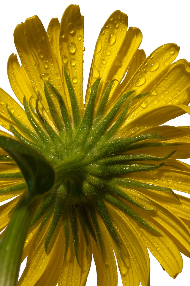 Drop of water rain yellow