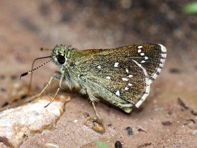 ROADSIDE-SKIPPER, ELISSA (Amblyscirtes elissa) (7-19-12) harshaw road, patagonia mts, scc, az -03