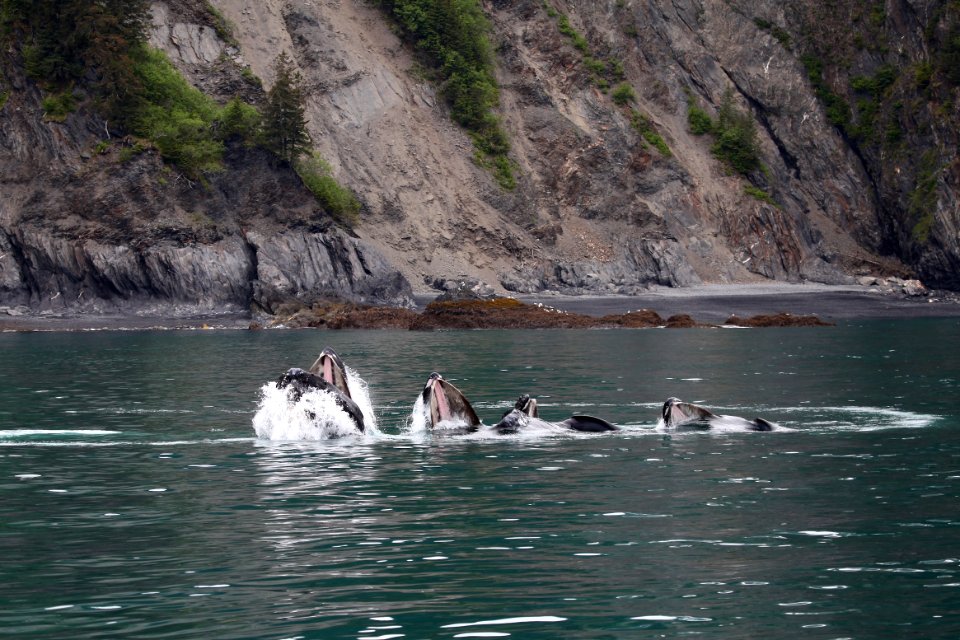 Humpback whales "bubble-net" feeding