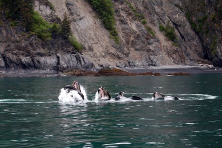 Humpback whales "bubble-net" feeding