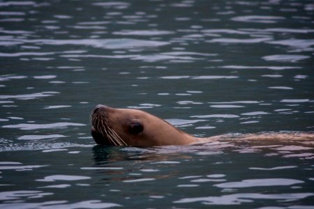 Steller sea lions
